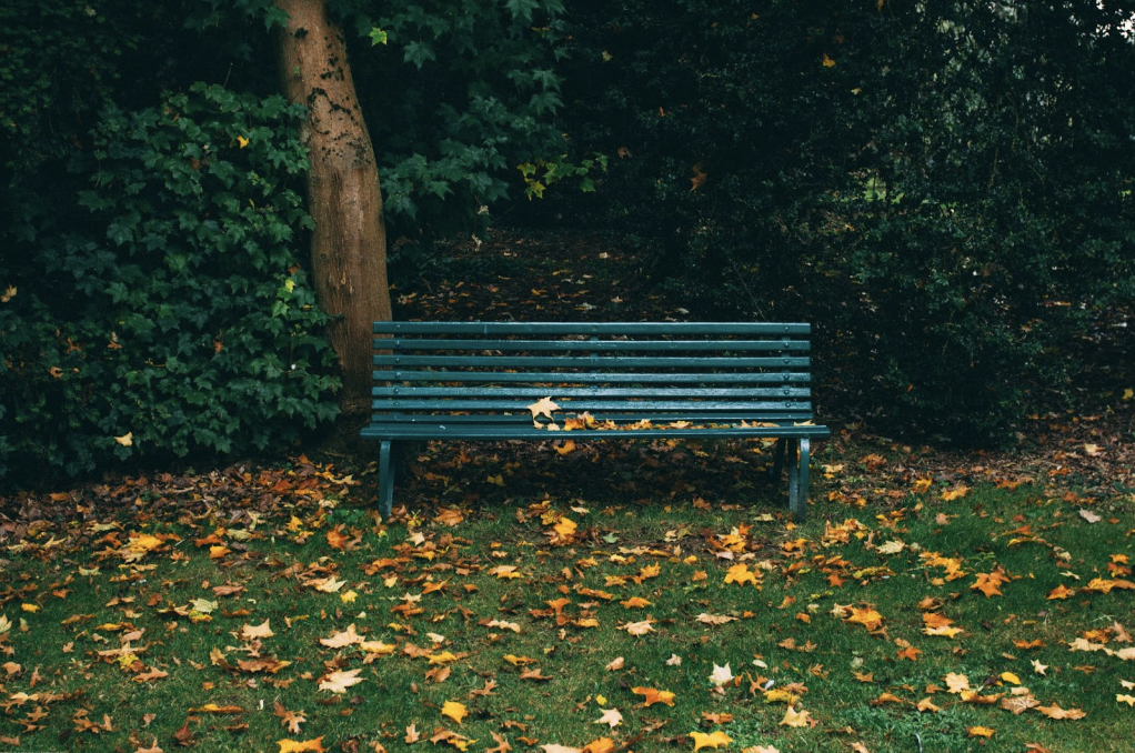 A bench in a park