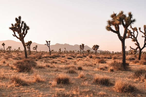 joshua-tree-national-park