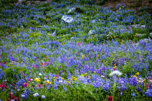 Colorful summer flowers at the Naches Peak Loop Trail at Mt. Rainier National Park